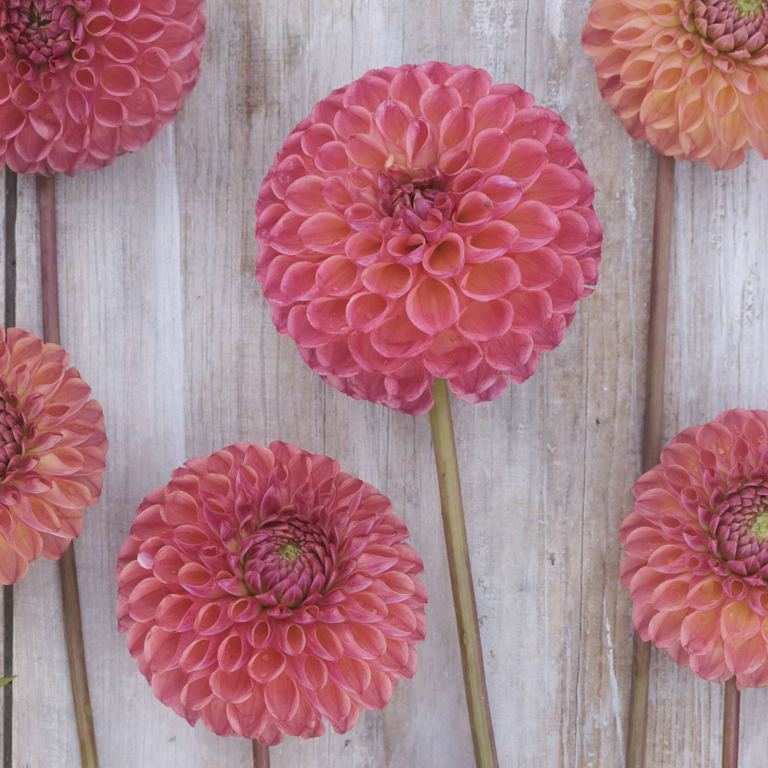 Dahlie ‘Hapet Coppery’